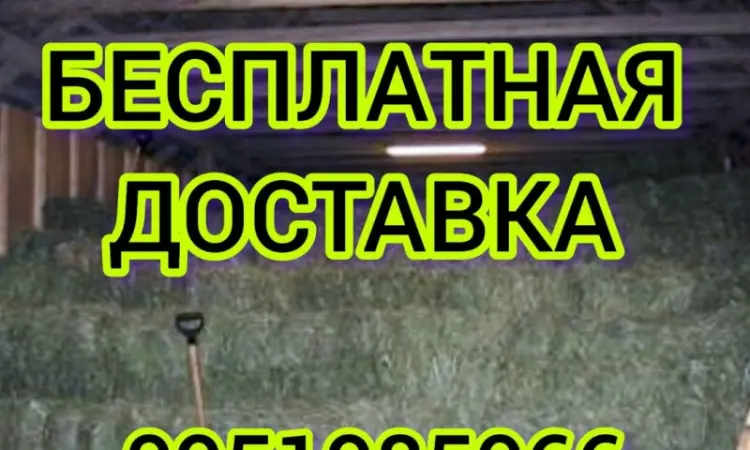 Сено люцерны, луговое в больших объемах с доставкой. Форма оплаты любая. Доступные цены - фото № 1
