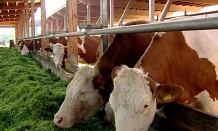 Сено люцерны, луговое в больших объемах с доставкой. Форма оплаты любая. Доступные цены - фото № 2