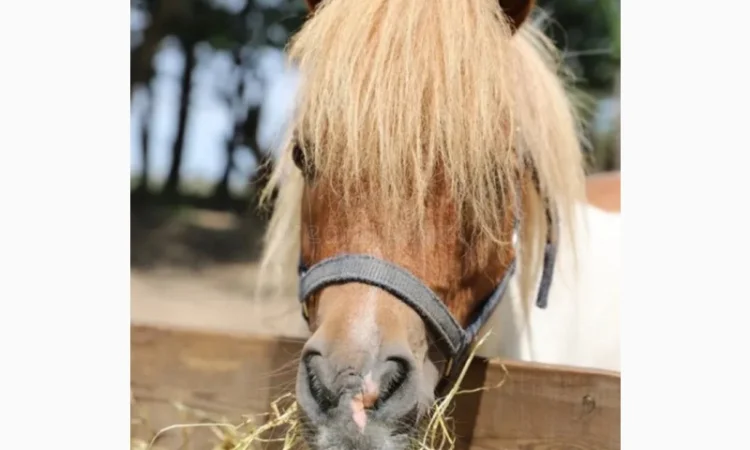 Сено люцерны, луговое в больших объемах с доставкой. Форма оплаты любая. Доступные цены - фото № 3