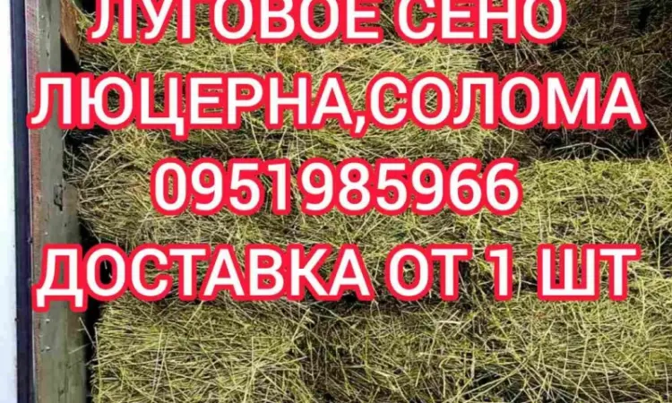 Сено люцерни, лугове в великих обсягах з доставкою. Форма оплати будь-яка. Доступні ціни - фото № 1