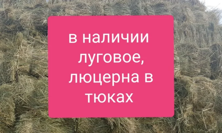 Люцерна в тюках, 800 тонн – бесплатная доставка по Украине - фото № 1