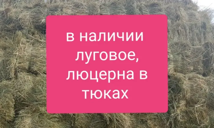 Люцерна в тюках, 800т. Доставка по Україні безкоштовно - фото № 1