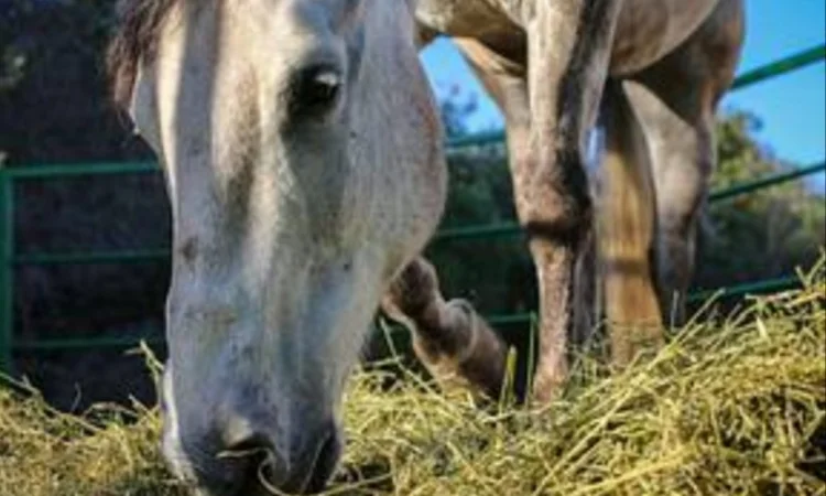 Люцерна в тюках, 800 тонн – бесплатная доставка по Украине - фото № 2