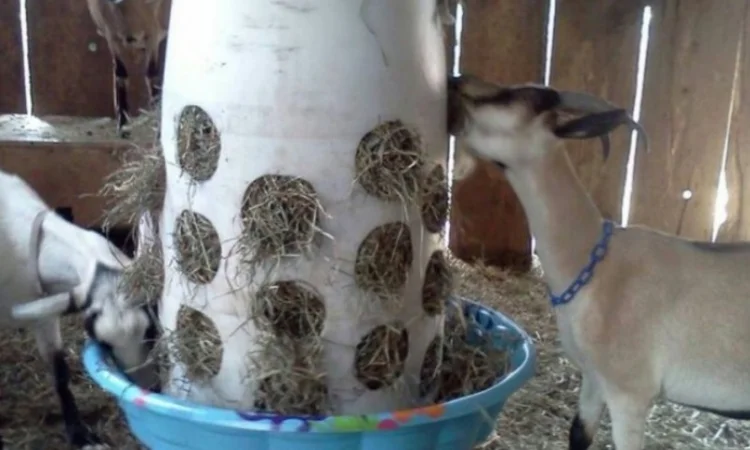 Люцерна в тюках, 800 тонн – бесплатная доставка по Украине - фото № 3