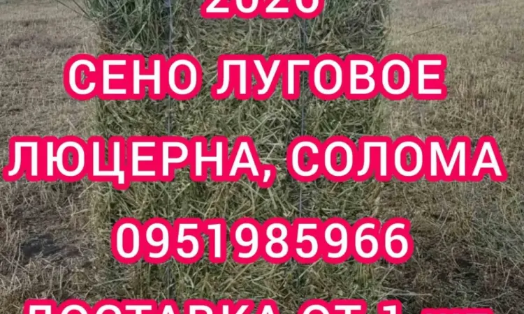 Люцерна в тюках, 800т. Доставка по Україні безкоштовно - фото № 1