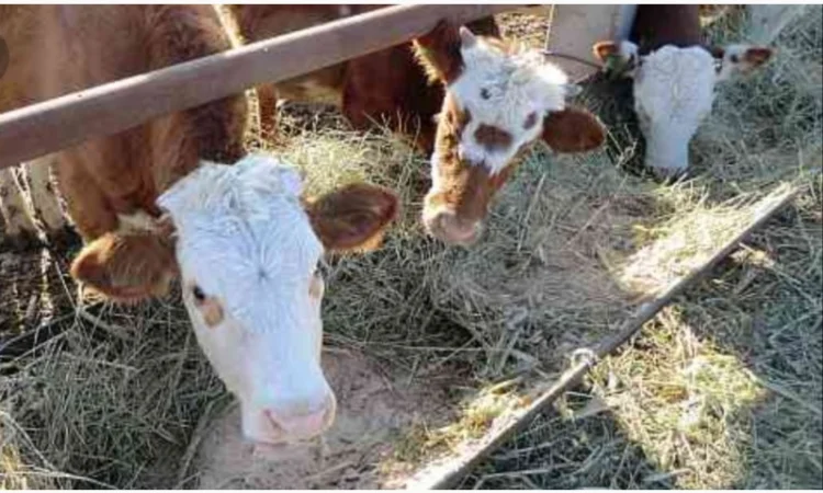Продам луговое сено в тюках, люцерну, солому из зерновых с доставкой на дом - фото № 2