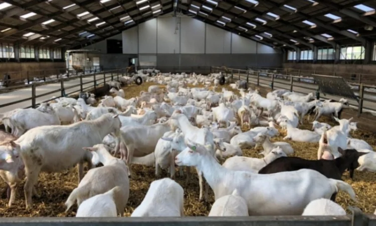 Продам луговое сено в тюках, люцерну, солому из зерновых с доставкой на дом - фото № 3