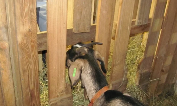 Сено луговое, Сено люцерны. Доставка. Объёмы. Качество - фото № 2