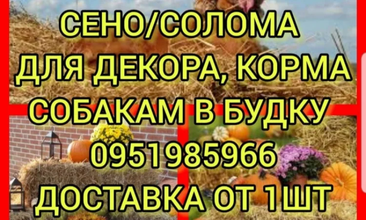 Продам сено: луговое, люцерну. Доставка. Есть возможность оплаты по б.н - фото № 1