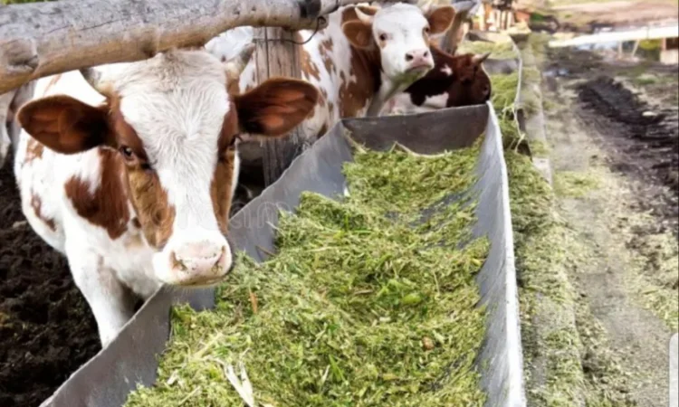 Продається лугове сено, люцерна в тюках з доставкою - фото № 1