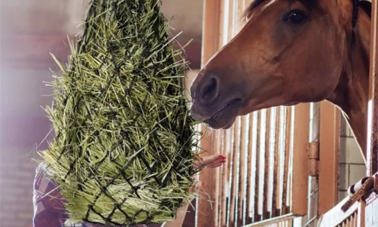 Продається лугове сено, люцерна в тюках з доставкою - фото № 2