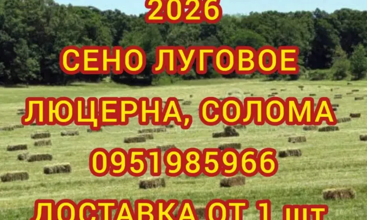Продам лугове сіно. Сіно люцерни в тюках. Доставка включена в вартість - фото № 1