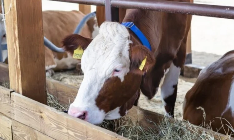 Продается сено для сельскохозяйственных животных. Высокое качество. Бесплатная доставка - фото № 2