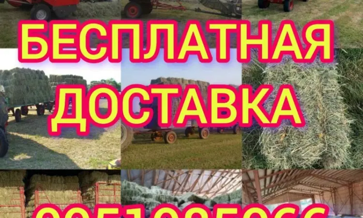 Люцерна, луговое сено сено в тюках с бесплатной доставкой. Форма оплаты любая - фото № 1
