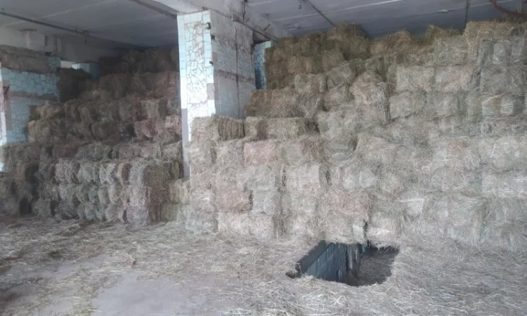 Сено лугове 2022 року. Доставка по Рівненській області - фото № 2