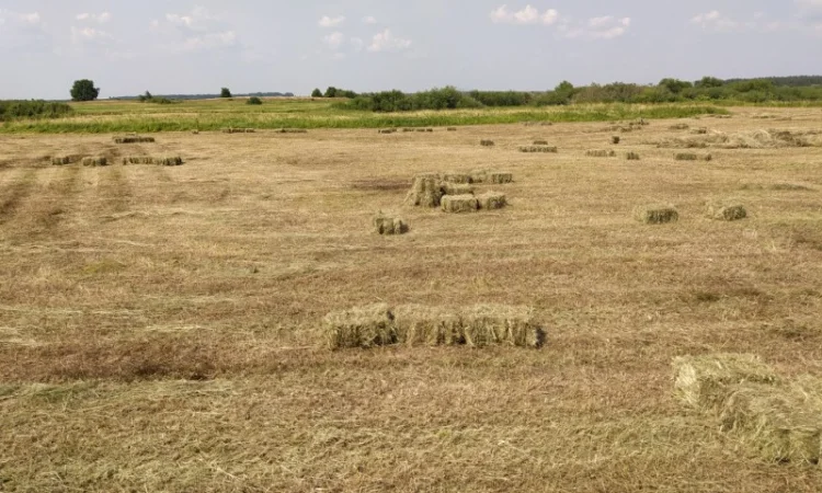 Сено луговое разнотравье в тюках. Доставим по Киевской области - фото № 2