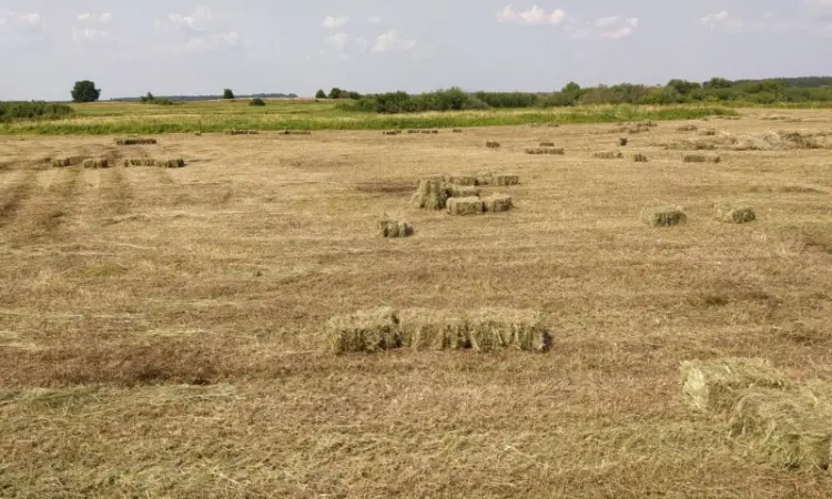 Сіно лугове різнотрав'я в тюках. Доставимо по Київській області - фото № 2