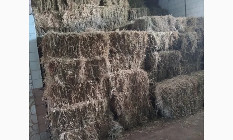 Сіно в тюках лугове різнотравя. Урожай 2022 року. Доставка - фото № 1