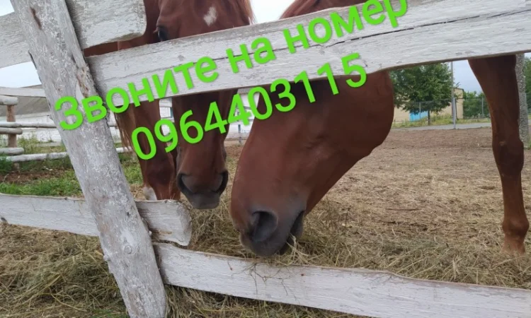 Луговое сено в тюках. Урожай 2022. Без предоплат - фото № 2