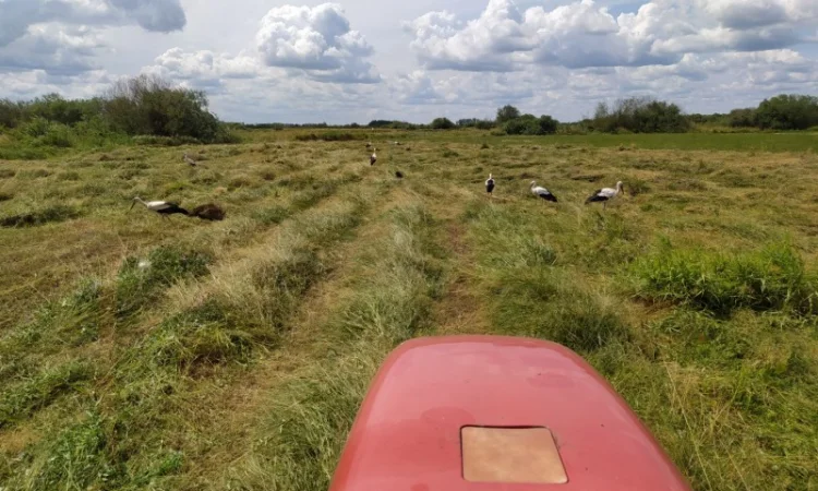 Луговое сено в тюках. Урожай 2022. Без предоплат - фото № 5