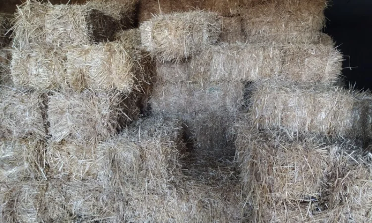 Сіно лугове в тюках по 18 кг - фото № 1