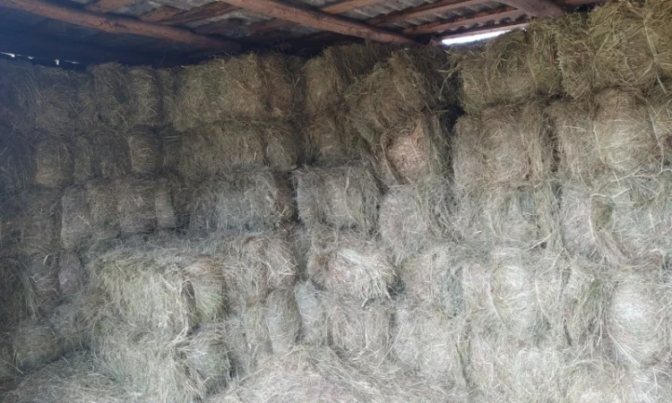 Сено лугове, урожай 2022 року в тюках - фото № 3