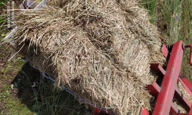 Лугове сіно в тюках, різнотравя. Урожай 2022 року. Доставка - фото № 1