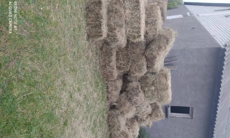 Лугове сіно в тюках, різнотравя. Урожай 2022 року. Доставка - фото № 2