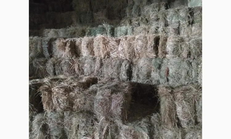 Сіно лугове в тюках - фото № 1
