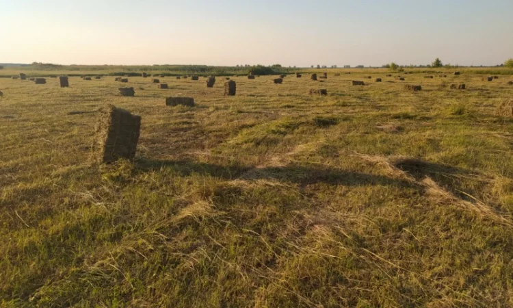 Сено. Урожай 2022. Собственного производства - фото № 2