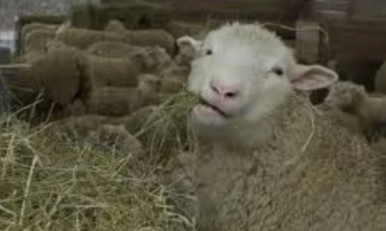 Сено, люцерна, солома, разнотравье. Возможна оплата по б/н - фото № 2