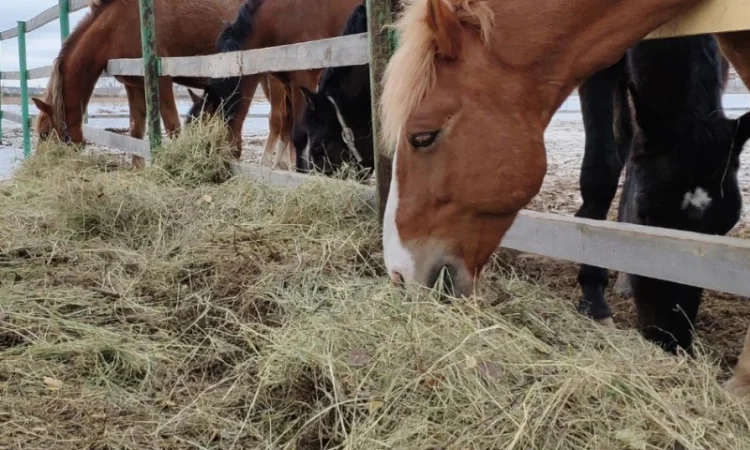 Сено, люцерна, солома, разнотравье. Возможна оплата по б/н - фото № 3