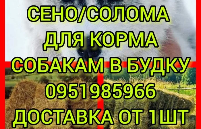 ДЛЯ ДЕКОРА, ФОТОСЕССИИ сено солома сіно в мешках, тюках. Доставка. Качество - фото № 1