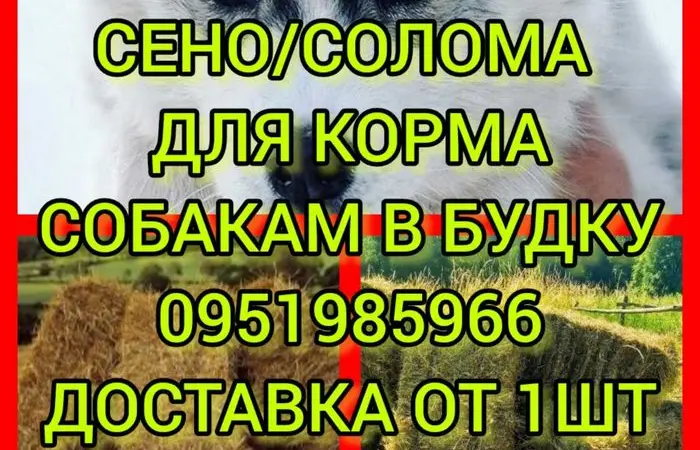 ДЛЯ ДЕКОРА, ФОТОСЕССИИ сено солома сіно в мешках, тюках. Доставка. Качество - фото № 1