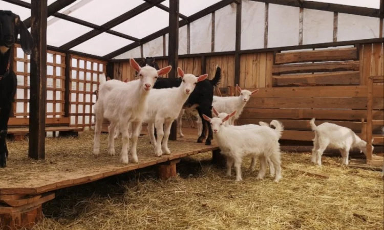 Сено люцерны в тюках, луговое сено. Большие объёмы. Доставка - фото № 2