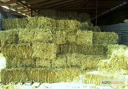 Продам 800т люцерни, лугового сіна. Наша доставка - фото № 1