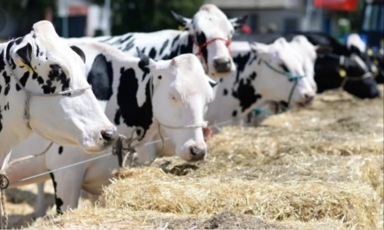 Продам 800т люцерны, лугового сена. Наша доставка - фото № 2