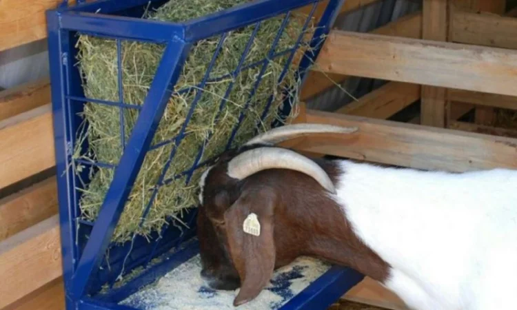 Продам 800т люцерны, лугового сена. Наша доставка - фото № 3