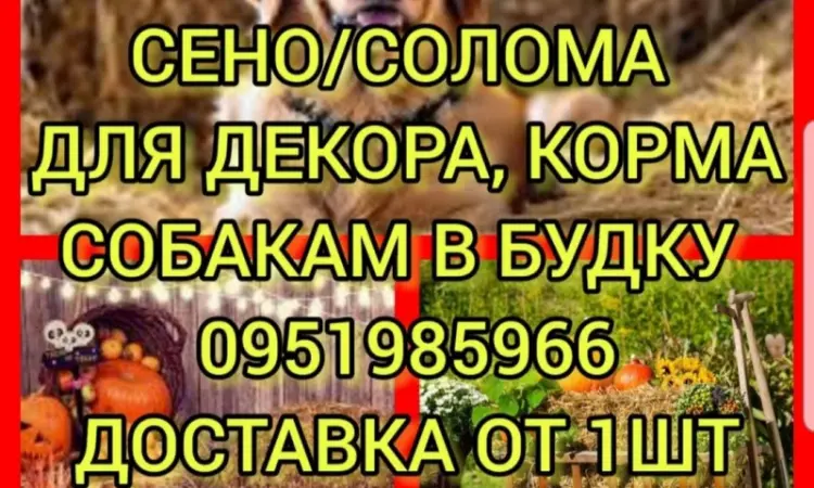 Собакам в будку сено солома в тюках мешках с доставкой на адрес. Отборное - фото № 1