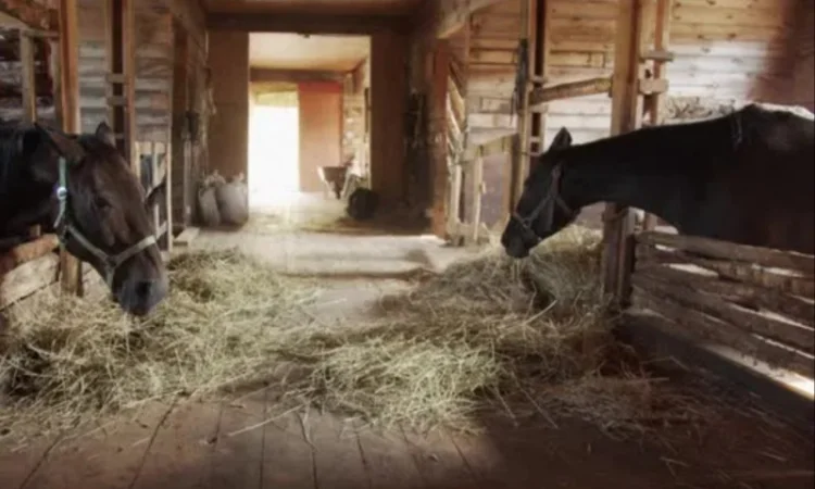 Большие объёмы в наличии. Сено с бесплатной доставкой по Украине. Луговое, люцерна, солома - фото № 3
