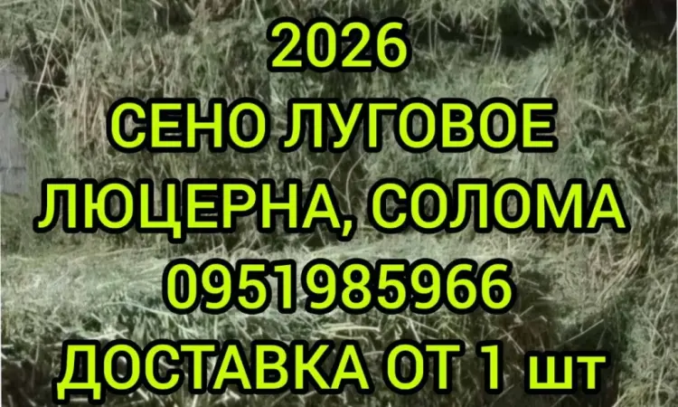 Великі обсяги в наявності. Сіно з безкоштовною доставкою по Україні. Лугове, люцерна, солома - фото № 1