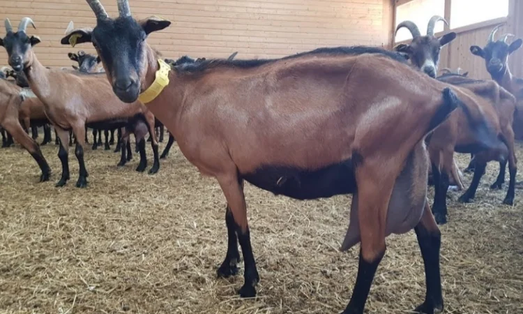 В продаже сено в тюках (луговое, люцерна, солома). Доставка. Нал, б/н - фото № 2