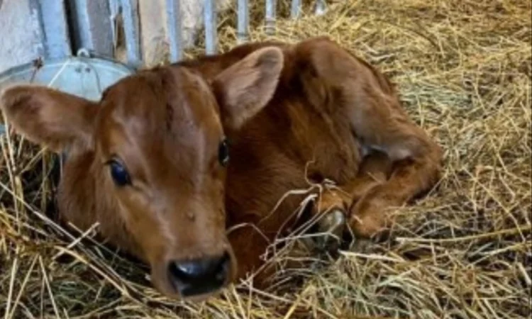 Сено в тюках мешках (луговое, разнотравье, пырей, люцерна), солома из зерновых. Доставка - фото № 2