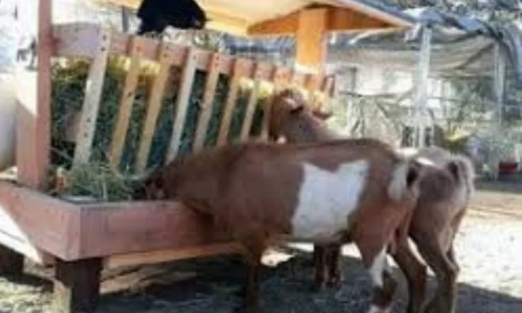 Сено в тюках мешках (луговое, разнотравье, пырей, люцерна), солома из зерновых. Доставка - фото № 3