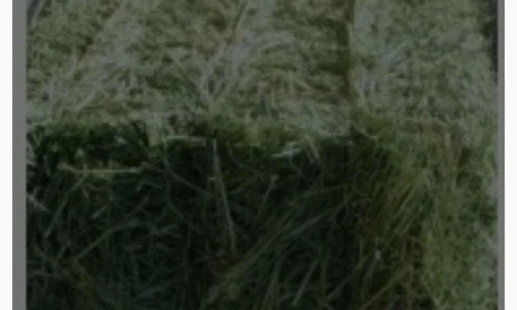 Продам сіно в тюках - фото № 1