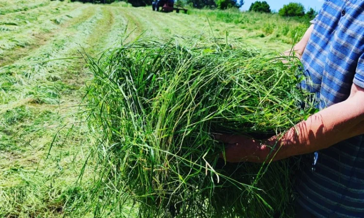 Продам сіно лугове - фото № 1