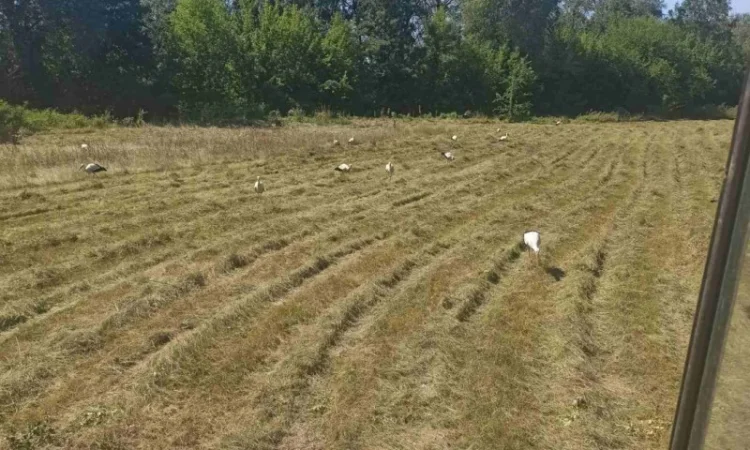 Сіно із наших низин - фото № 1