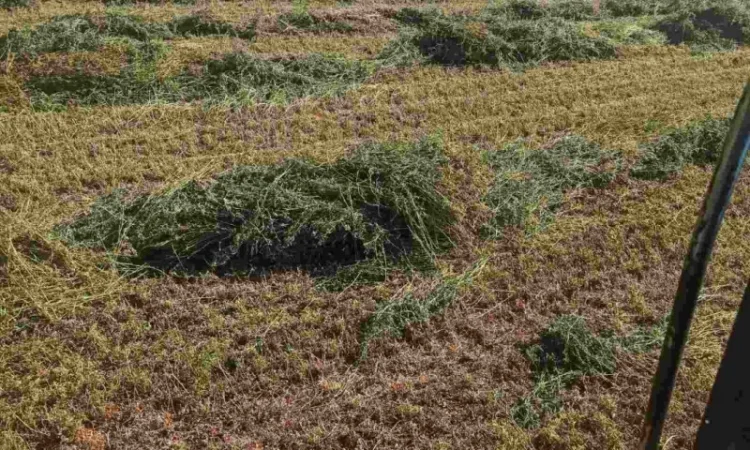 Продам сіно із люцерни - фото № 1