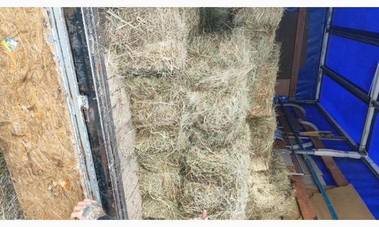 Сіно в тюках - лугове - фото № 1