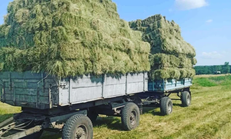 Продаж сіна - фото № 1
